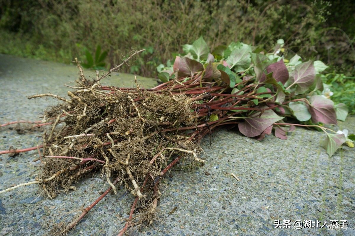 农村50种野菜大图片(农村特色野菜大全) 