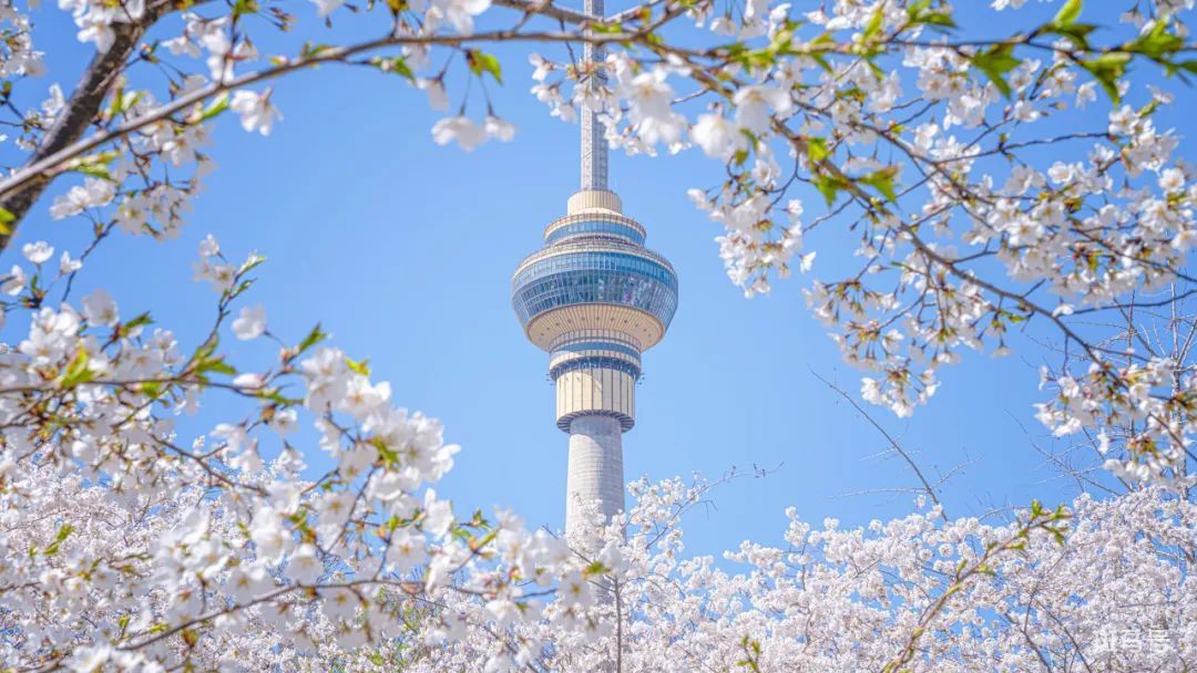 2022年北京春天赏花攻略((附赏花时间以及赏花地点))(图3) 图片