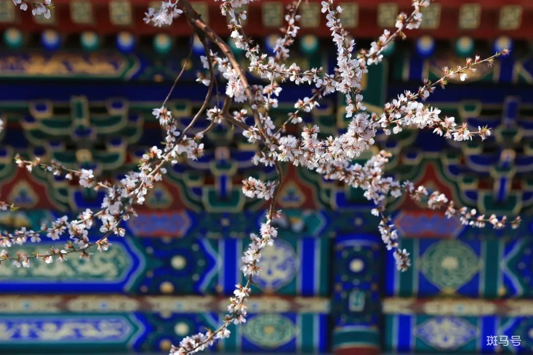 2022北京哪个公园有花看(附时间以及观赏地攻略)(图3) 图片