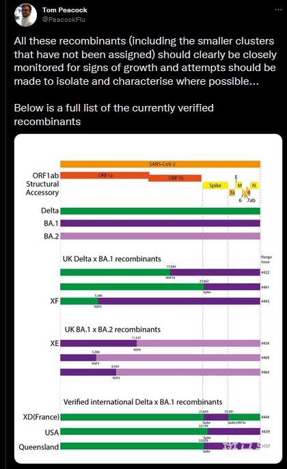新毒株XE传播速度比奥密克戎BA.2快(英国发现奥密克戎新变种XE)(图4) 新毒株XE传播速度比奥密克戎BA.2快(英国发现奥密克戎新变种XE)(图4)