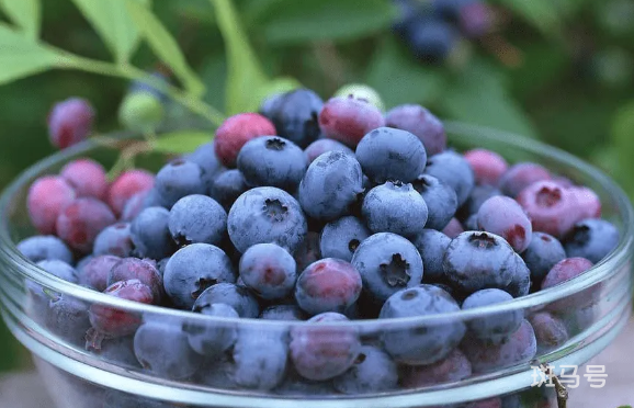 蓝莓表面的白霜是农药残留吗2