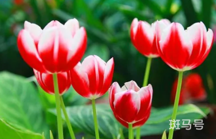 郁金香的花语是什么2