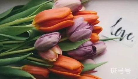 郁金香的花语是什么1