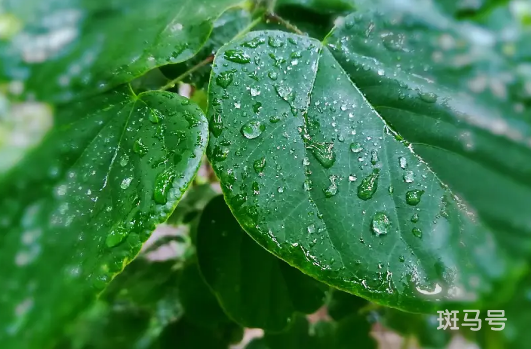 2020年下半年雨水是多还是少3