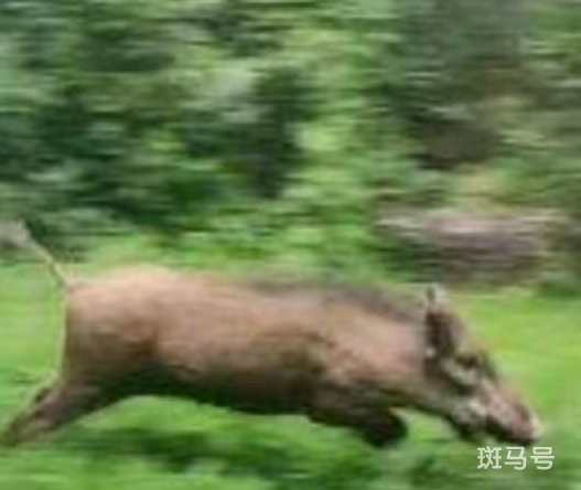 北京一小区有野猪出没 目前还没抓到！专家：碰到它这样做(图1)