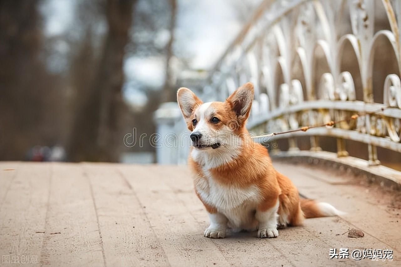 柯基犬价格大概多少钱一只（2022柯基犬价格行情最新）