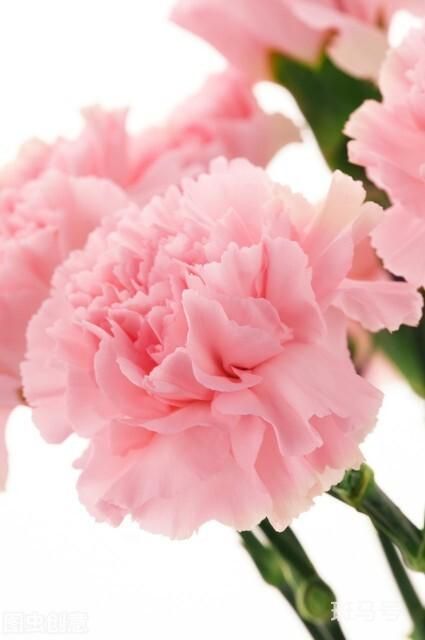 粉色香石竹花语图片