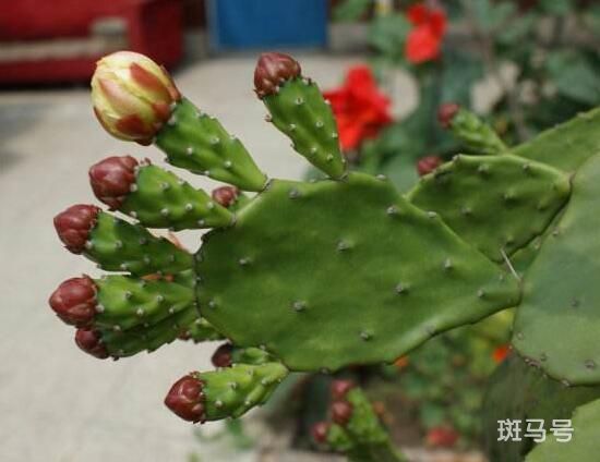 仙人掌花语是什么（仙人掌花的花语象征与寓意）(图2)