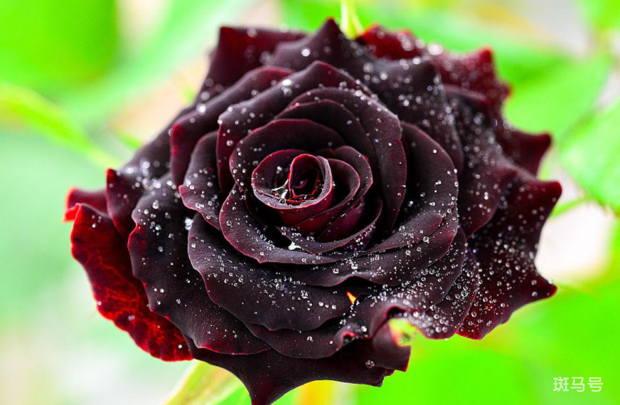黑玫瑰的花语是什么（黑玫瑰可不可以养护？）(图3)