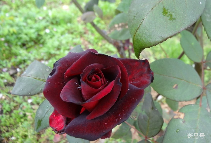 黑玫瑰的花语是什么（黑玫瑰可不可以养护？）(图4)