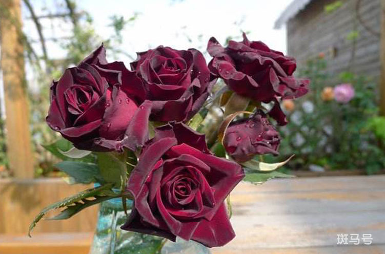 黑玫瑰的花语是什么（黑玫瑰可不可以养护？）(图5)