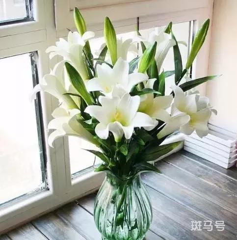 百合花语是什么意思（百合花象征与寓意）(图2)