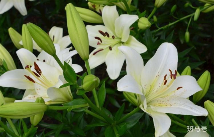 百合花语是什么（百合花的寓意和象征）