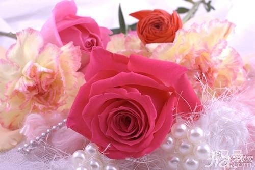 粉色康乃馨的花语是什么（关于康乃馨寓意和象征）
