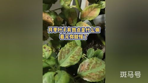 月季叶片黑斑是什么病(月季叶子黄有黑斑是怎么回事)