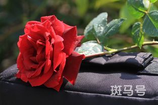 ​四朵玫瑰花代表什么意思(四朵玫瑰花代表什么意思红玫瑰)