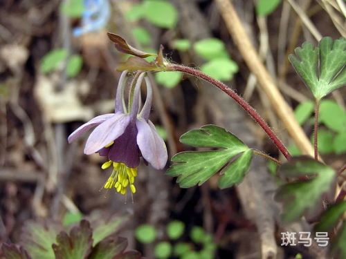 耧斗菜花期(耧斗菜是一年生还是多年生)