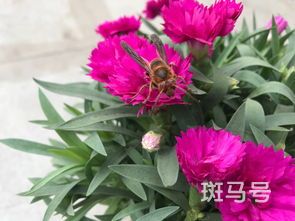 为什么石竹开花后就枯萎了(为什么石竹开花后就枯萎了怎么回事)