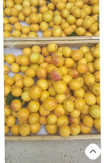 荷兰香蜜杏品种介绍(荷兰香蜜杏品种介绍新疆吊干杏品种的优缺点是什么)