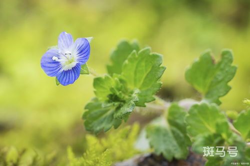 阿拉伯婆婆纳的花语(阿拉伯婆婆纳花语可以种在家里吗)