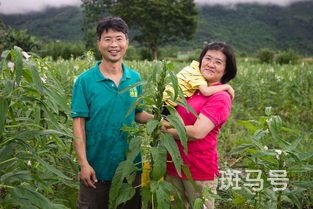 芝麻什么时候播种(芝麻什么时候播种,什么时候收获)