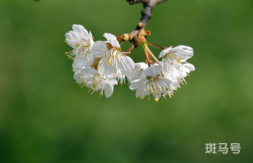 樱桃开花时能浇水吗(樱桃开花时能浇水吗怎么浇)