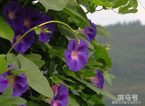 夕颜花与牵牛花的区别(牵牛花为什么又叫夕颜)