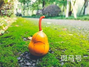 文玩葫芦种植时间和方法(文玩葫芦种植时间和方法图片)