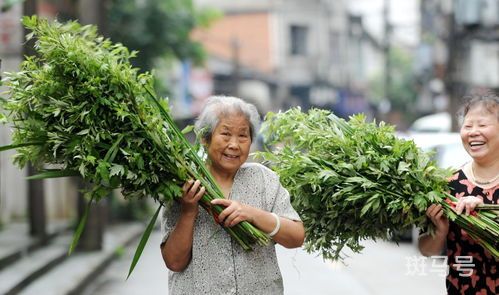 甜艾草和苦艾草的区别(能吃的艾草和不能吃艾草的区别)