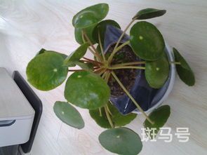 芹菜喜阴还是喜阳(完全背阴的地方适合种什么菜)