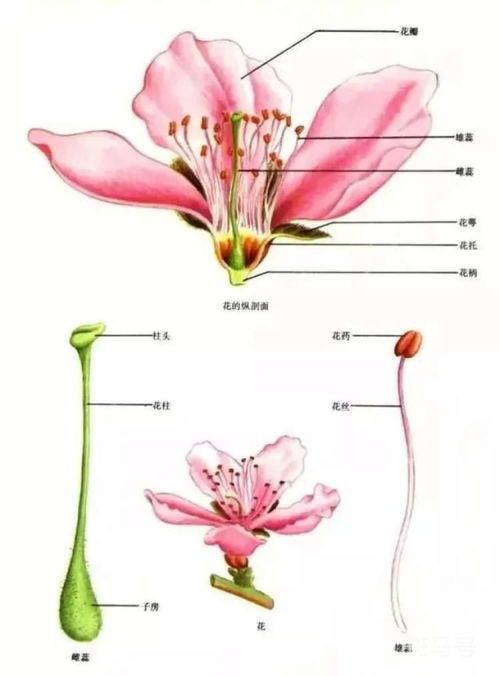 花的构造(花的构造中雄蕊未来会发育成果实和种子对吗)