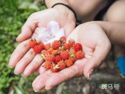 覆盆子和野草莓的区别(覆盆子和野草莓的区别是什么)