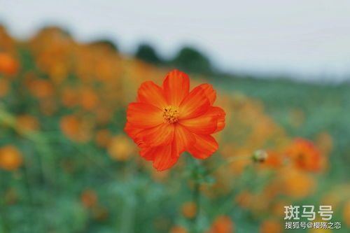 格桑花和波斯菊是一种花吗(格桑花和波斯菊是一种花吗为什么)