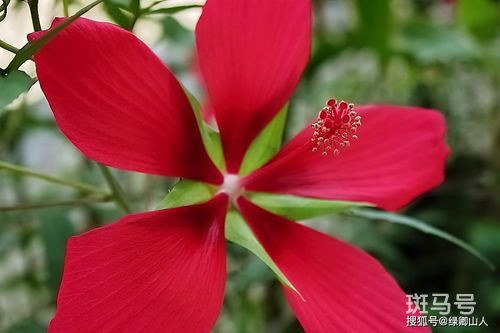 扶桑花的寓意和象征(扶桑花的寓意和象征 视频)