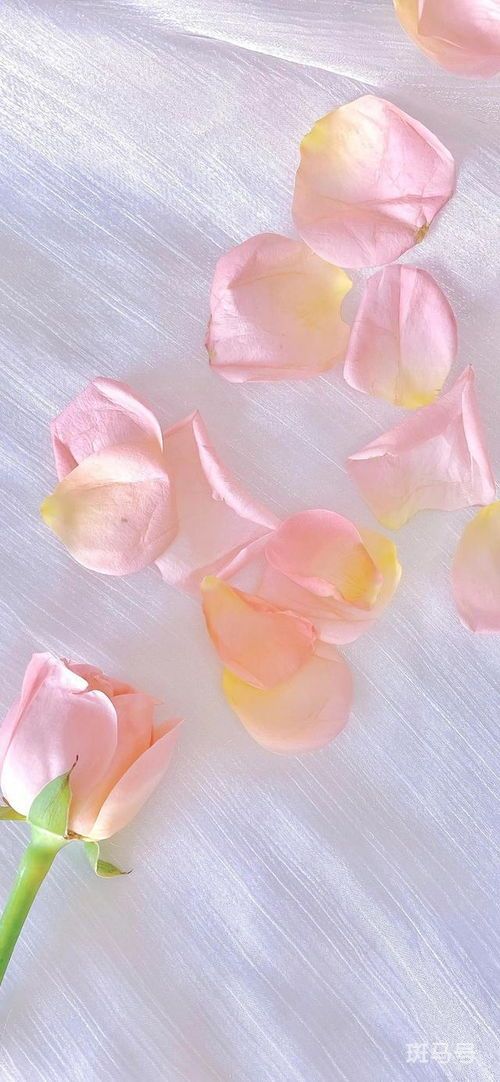 粉白玫瑰花语(33朵玫瑰花语是什么意思)