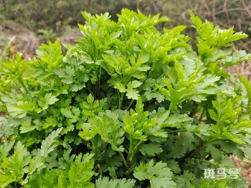 春天野菜有哪些(春天野菜有哪些可以吃及营养价值)