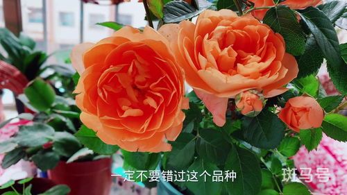 戴安娜月季的优缺特点(戴安娜月季的优缺特点是什么呢)