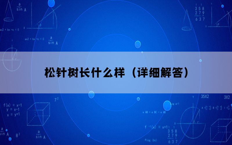 松针树长什么样（详细解答）(图1)