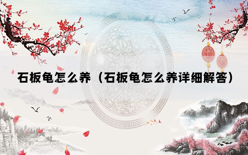 石板龟怎么养（石板龟怎么养详细解答）(图1)