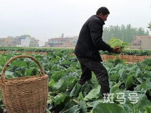 卷心菜种植时间和方法(卷心菜种植时间和方法各种疏菜)