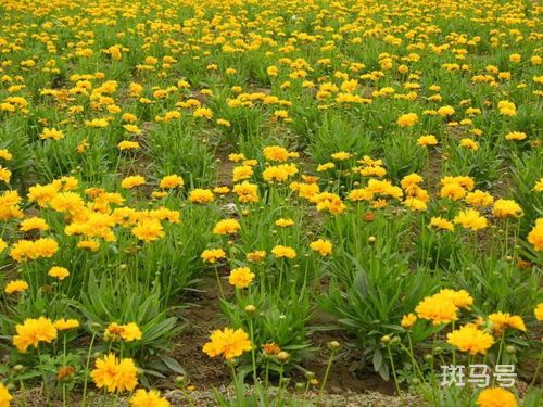 金鸡菊种植方法和时间(金鸡菊种植方法和时间和方法)