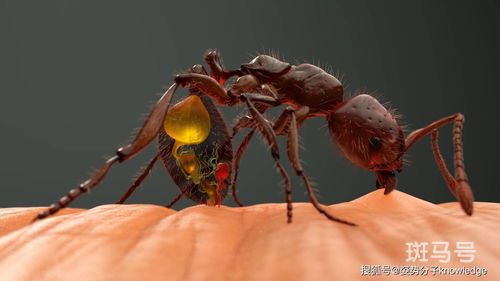 蚂蚁怕什么怎么样才能灭蚂蚁(灭蚂蚁的最简单方法家里有蚂蚁)