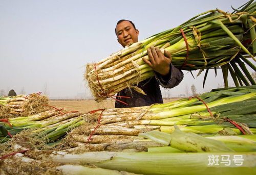 马蹄种植技术与施肥技术与管理(马蹄种植技术与施肥技术与管理马蹄怕水应吗)