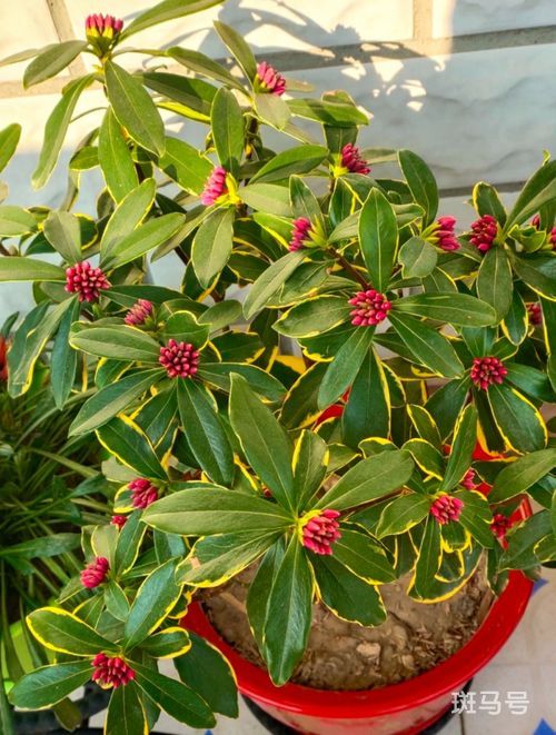 茶花开花期间怎么养护(茶花开花时的养殖方法和注意事项)