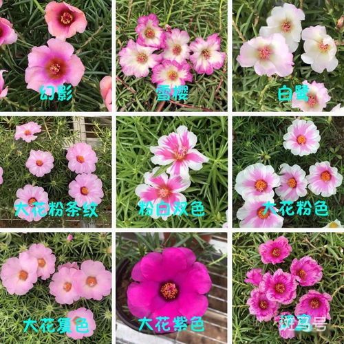 北方院里适合种什么花(北方院里适合种什么花草)