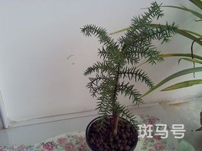 澳洲杉的养殖方法和注意事项(澳洲杉的养殖方法和注意事项有哪些)