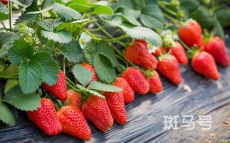 草莓土壤怎么调配(草莓土壤怎么调配方法)