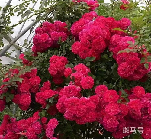 红木香花和甜蜜红木香区别(红木香花和甜蜜红木香区别在哪)