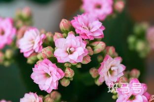 露薇花的花语和寓意(露薇花植物养护)