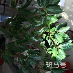 平安树叶子发黄怎么处理怎么补救(平安树叶子发黄怎么办花匠教你4招,保证叶子绿油油)